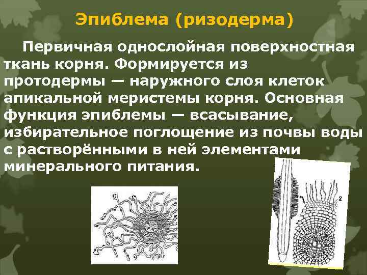 Эпиблема (ризодерма) Первичная однослойная поверхностная ткань корня. Формируется из протодермы — наружного слоя клеток