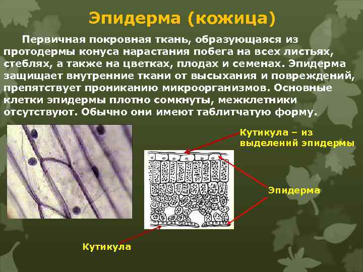 Эпидерма (кожица) Первичная покровная ткань, образующаяся из протодермы конуса нарастания побега на всех листьях,