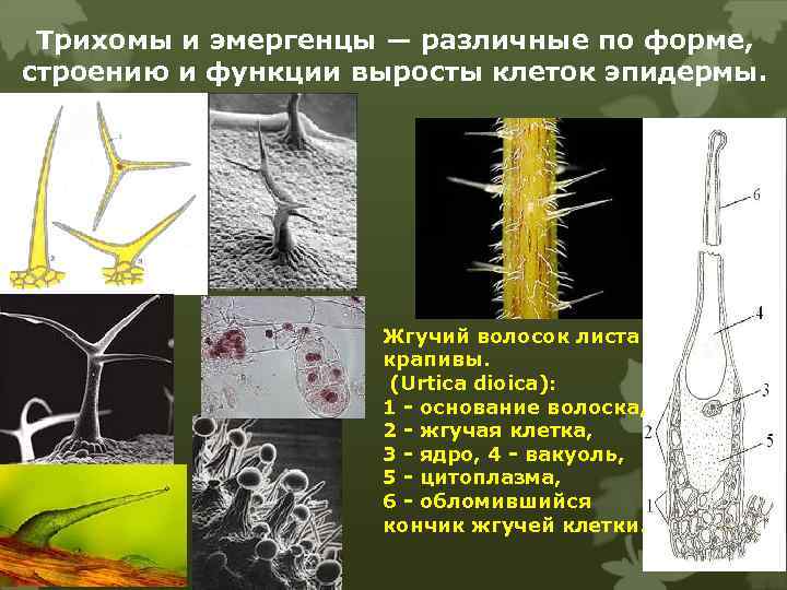 Трихомы и эмергенцы — различные по форме, строению и функции выросты клеток эпидермы. Жгучий