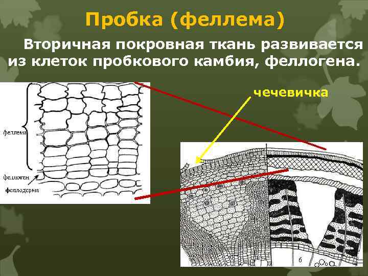 Пробка (феллема) Вторичная покровная ткань развивается из клеток пробкового камбия, феллогена. чечевичка 