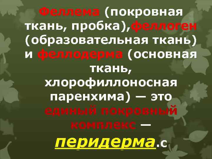 Феллема (покровная ткань, пробка), феллоген (образовательная ткань) и феллодерма (основная ткань, хлорофиллоносная паренхима) —