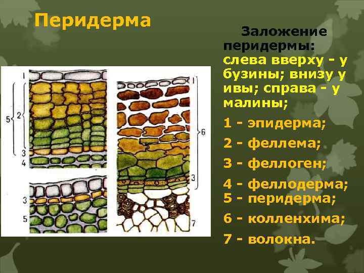 Перидерма Заложение перидермы: слева вверху - у бузины; внизу у ивы; справа - у