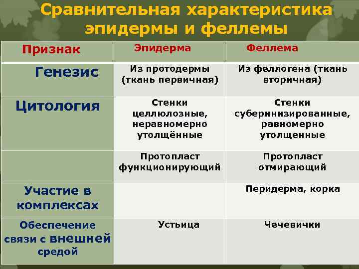 Сравнительная характеристика эпидермы и феллемы Признак Эпидерма Генезис Из протодермы (ткань первичная) Цитология Стенки