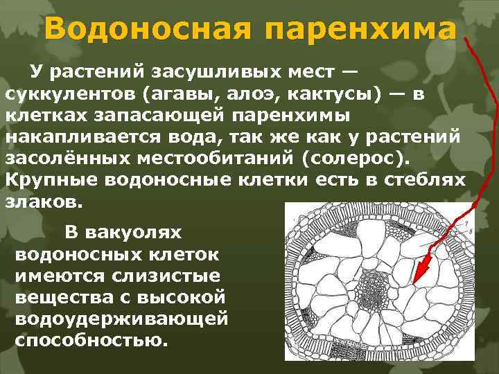 Водоносная паренхима У растений засушливых мест — суккулентов (агавы, алоэ, кактусы) — в клетках