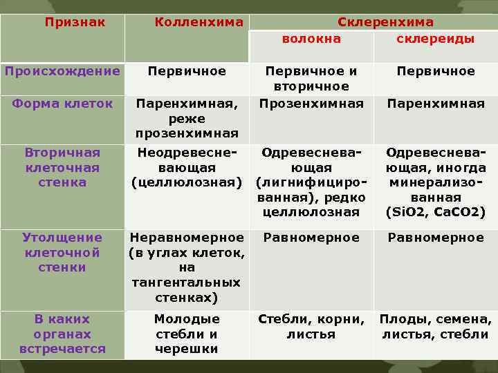 Признак Происхождение Форма клеток Колленхима Первичное Паренхимная, реже прозенхимная Склеренхима волокна склереиды Первичное и