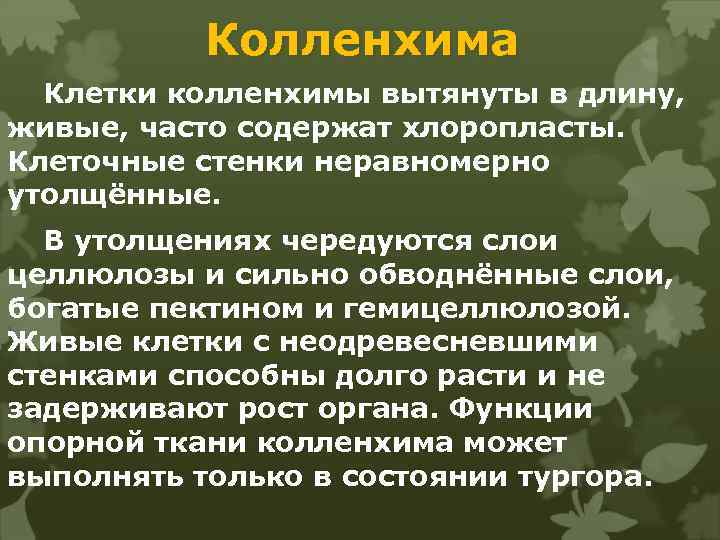 Колленхима Клетки колленхимы вытянуты в длину, живые, часто содержат хлоропласты. Клеточные стенки неравномерно утолщённые.