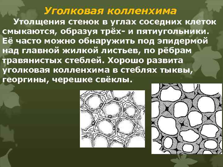 Уголковая колленхима Утолщения стенок в углах соседних клеток смыкаются, образуя трёх- и пятиугольники. Её