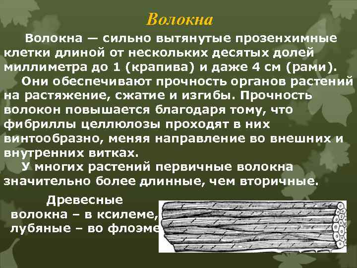 Волокна — сильно вытянутые прозенхимные клетки длиной от нескольких десятых долей миллиметра до 1