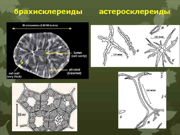 брахисклереиды астеросклереиды 