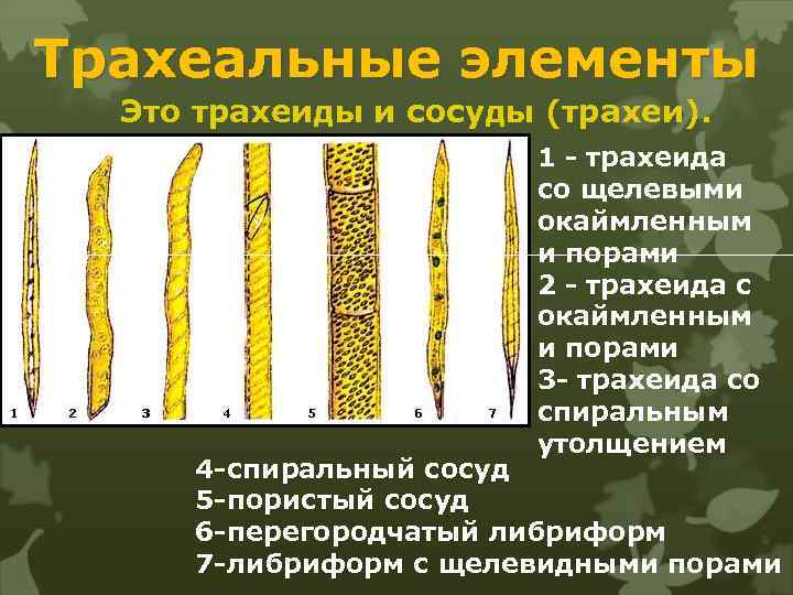 Трахеальные элементы Это трахеиды и сосуды (трахеи). 1 - трахеида со щелевыми окаймленным и