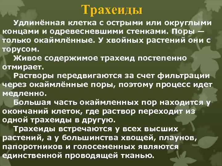 Трахеиды Удлинённая клетка с острыми или округлыми концами и одревесневшими стенками. Поры — только