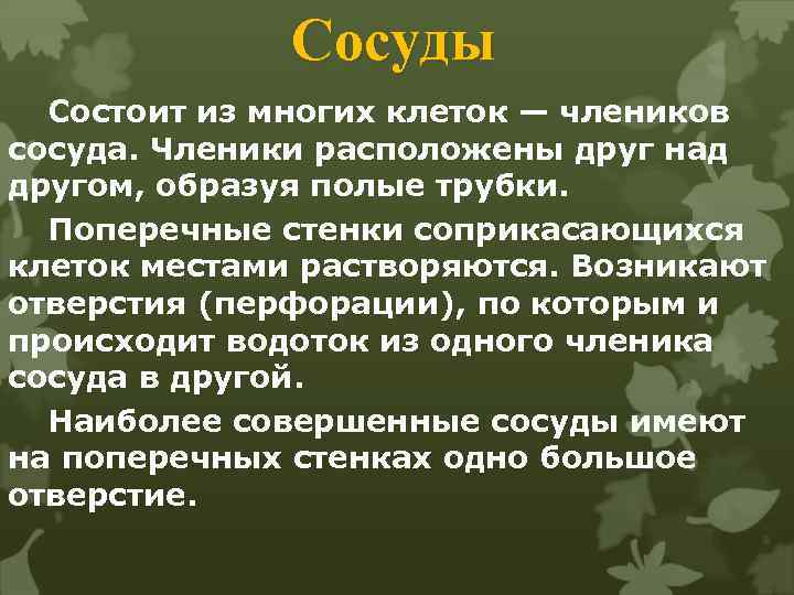 Сосуды Состоит из многих клеток — члеников сосуда. Членики расположены друг над другом, образуя