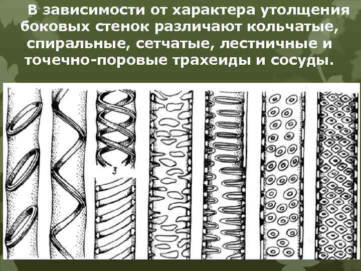 В зависимости от характера утолщения боковых стенок различают кольчатые, спиральные, сетчатые, лестничные и точечно-поровые