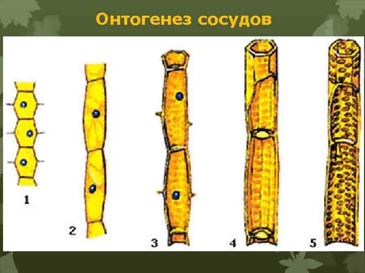 Онтогенез сосудов 