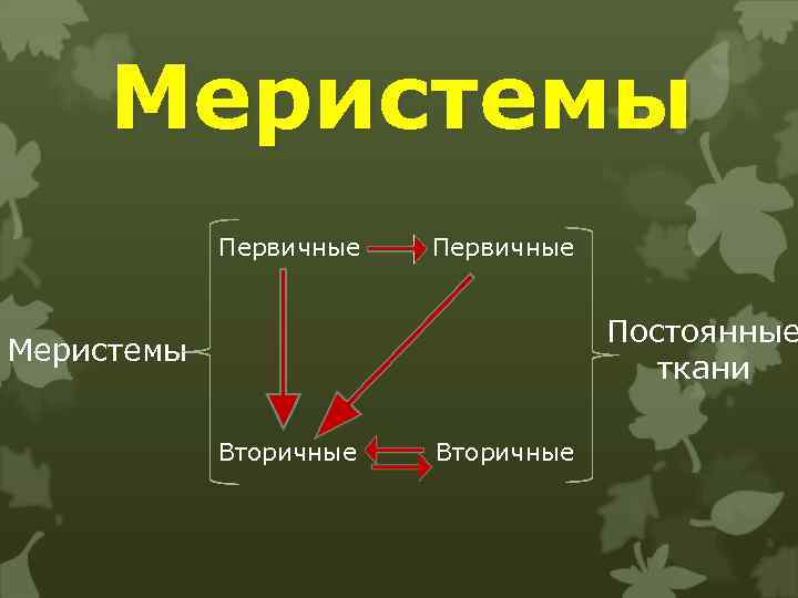 Меристемы Первичные Постоянные ткани Меристемы Вторичные 