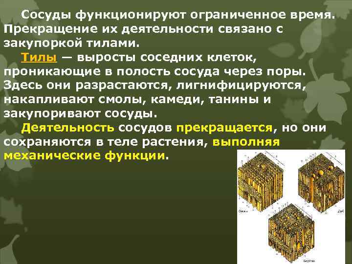 Сосуды функционируют ограниченное время. Прекращение их деятельности связано с закупоркой тилами. Тилы — выросты