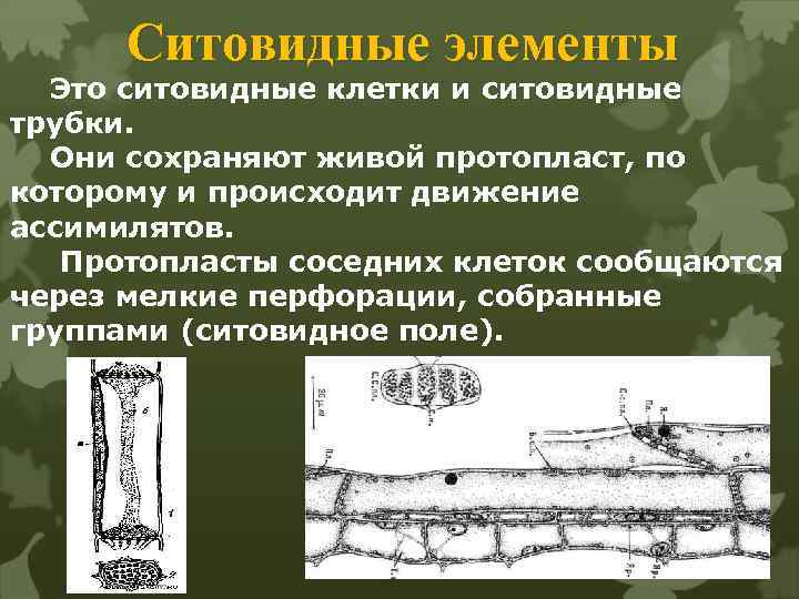 Ситовидные трубки корневой волосок механическое волокно