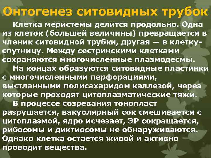 Онтогенез ситовидных трубок Клетка меристемы делится продольно. Одна из клеток (большей величины) превращается в