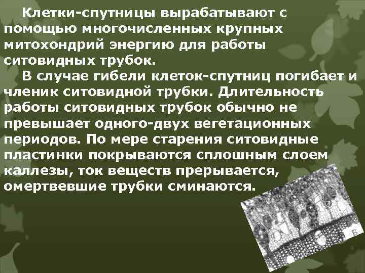 Клетки-спутницы вырабатывают с помощью многочисленных крупных митохондрий энергию для работы ситовидных трубок. В случае