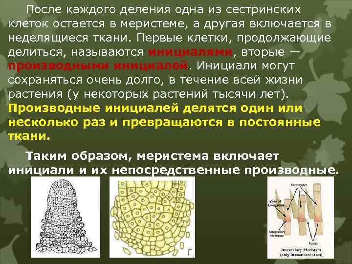 После каждого деления одна из сестринских клеток остается в меристеме, а другая включается в