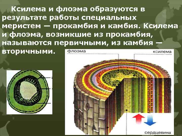 Ксилема и флоэма образуются в результате работы специальных меристем — прокамбия и камбия. Ксилема