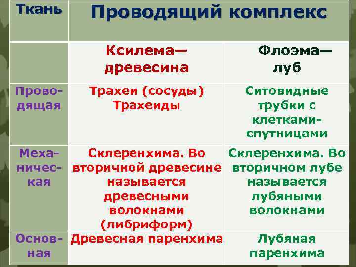 Ткань Проводящий комплекс Проводящая Ксилема— древесина Трахеи (сосуды) Трахеиды Флоэма— луб Ситовидные трубки с