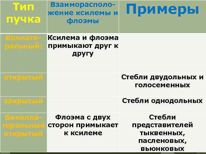 Тип пучка Взаиморасположение ксилемы и флоэмы Коллате- Ксилема и флоэма ральный: примыкают друг к