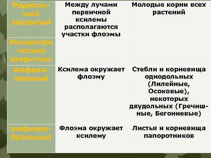 Радиальный закрытый Концентри ческие закрытые: Амфивазальный Между лучами первичной ксилемы располагаются участки флоэмы Молодые