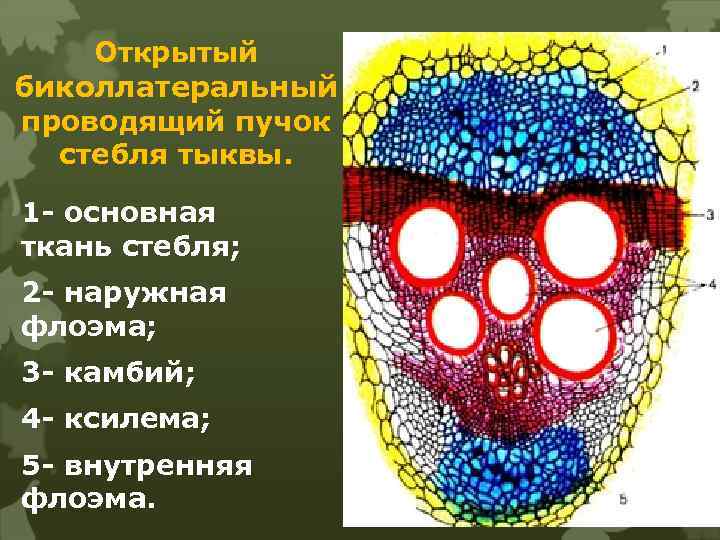 Открытый биколлатеральный проводящий пучок стебля тыквы. 1 - основная ткань стебля; 2 - наружная