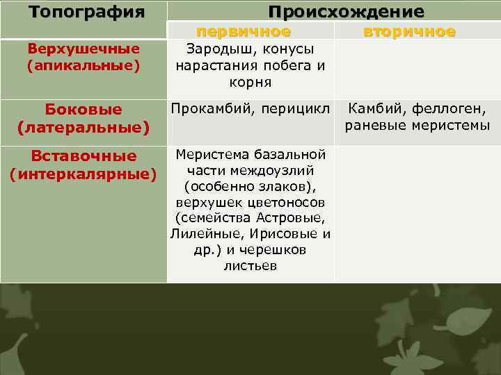 Топография Происхождение первичное Верхушечные (апикальные) вторичное Зародыш, конусы нарастания побега и корня Боковые (латеральные)