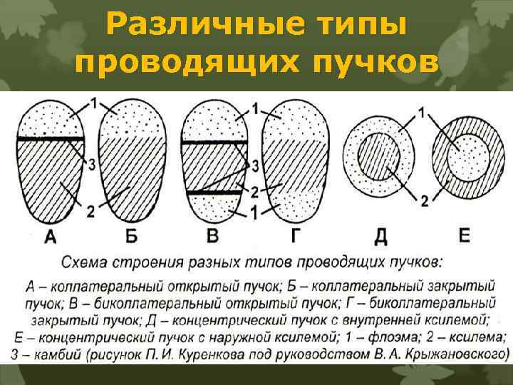 Различные типы проводящих пучков 