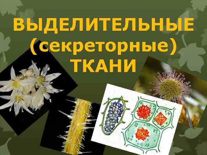 ВЫДЕЛИТЕЛЬНЫЕ (секреторные) ТКАНИ 