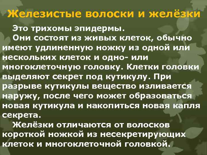 Железистые волоски и желёзки Это трихомы эпидермы. Они состоят из живых клеток, обычно имеют