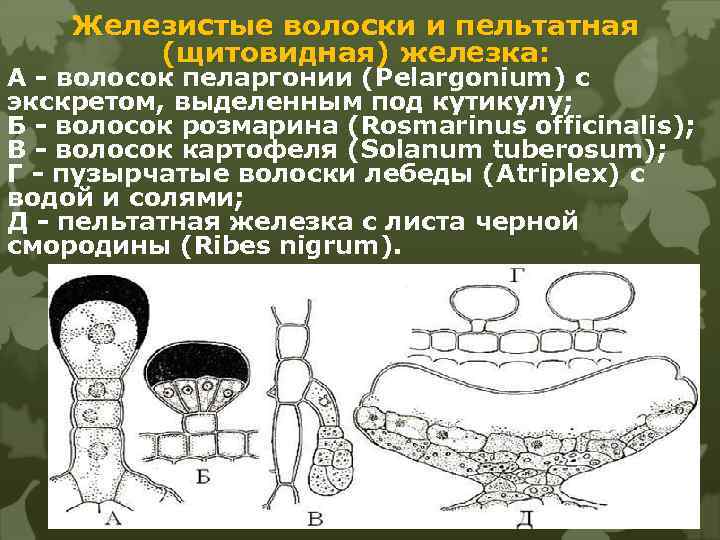 Железистые волоски и пельтатная (щитовидная) железка: А - волосок пеларгонии (Pelargonium) с экскретом, выделенным