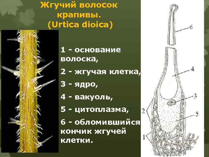 Жгучий волосок крапивы. (Urtica dioica) 1 - основание волоска, 2 - жгучая клетка, 3