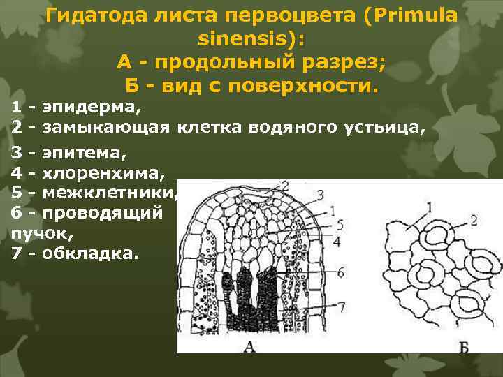 Гидатода листа первоцвета (Primula sinensis): А - продольный разрез; Б - вид с поверхности.