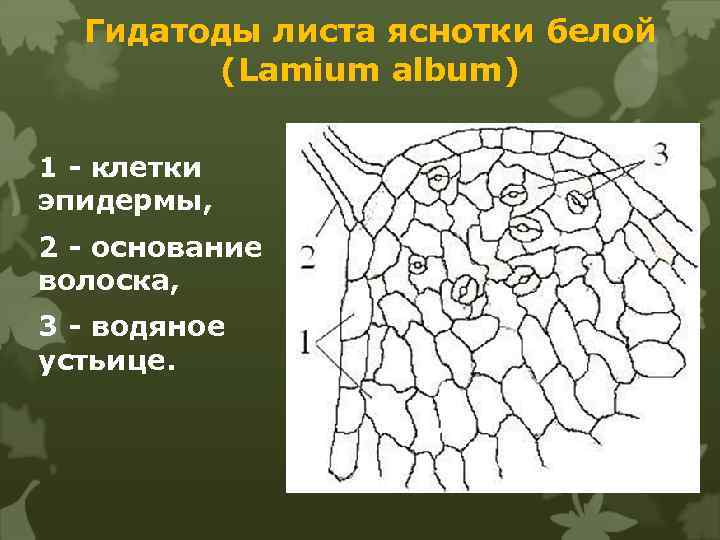 Гидатоды листа яснотки белой (Lamium album) 1 - клетки эпидермы, 2 - основание волоска,