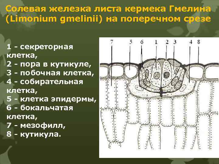 Солевая железка листа кермека Гмелина (Limonium gmelinii) на поперечном срезе 1 - секреторная клетка,