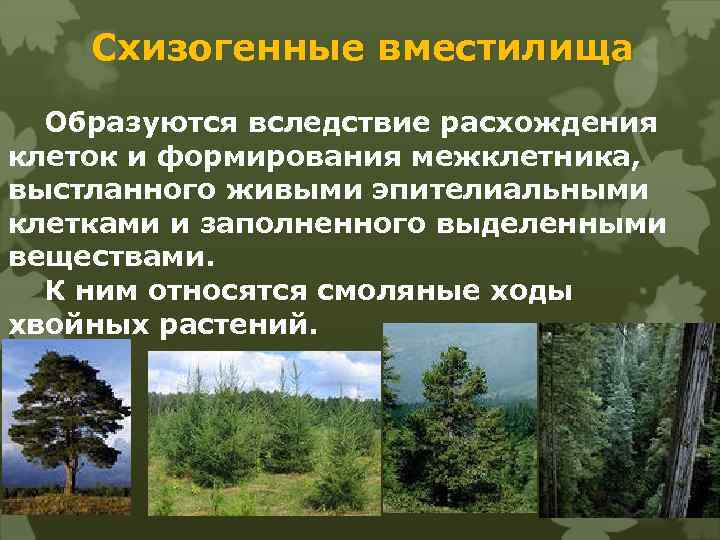 Схизогенные вместилища Образуются вследствие расхождения клеток и формирования межклетника, выстланного живыми эпителиальными клетками и