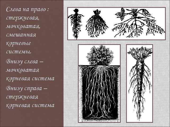 Слева на право : стержневая, мочковатая, смешанная корневые системы. Внизу слева – мочковатая корневая