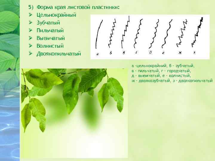 5) Ø Ø Ø Форма края листовой пластинки: Цельнокрайный Зубчатый Пильчатый Выемчатый Волнистый Двоякопильчатый