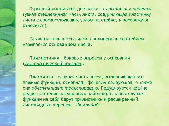 Взрослый лист имеет две части – пластинку и черешок (узкая стеблевидная часть листа, соединяющая