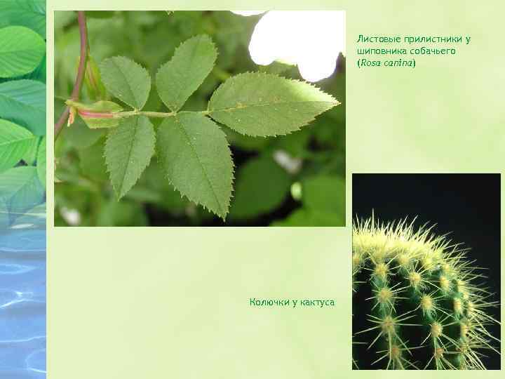 Листовые прилистники у шиповника собачьего (Rosa canina) Колючки у кактуса 