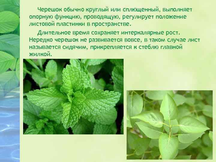 Черешок обычно круглый или сплющенный, выполняет опорную функцию, проводящую, регулирует положение листовой пластинки в