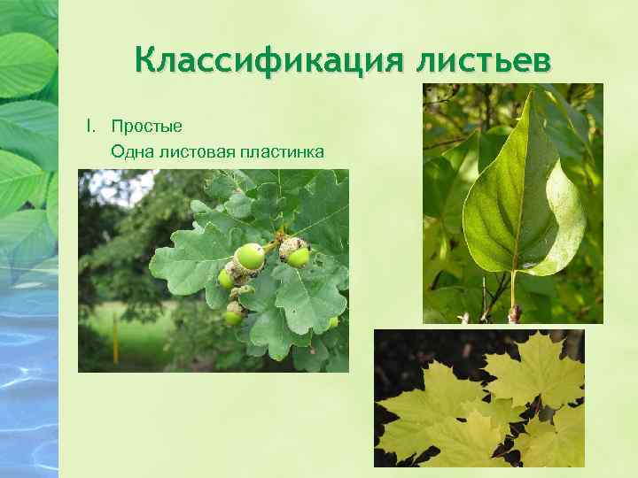 Классификация листьев I. Простые Одна листовая пластинка 