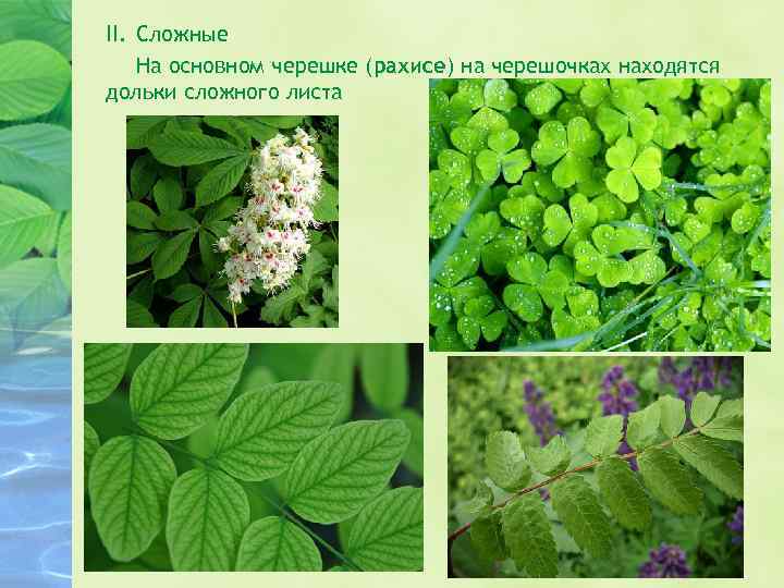 II. Сложные На основном черешке (рахисе) на черешочках находятся дольки сложного листа 
