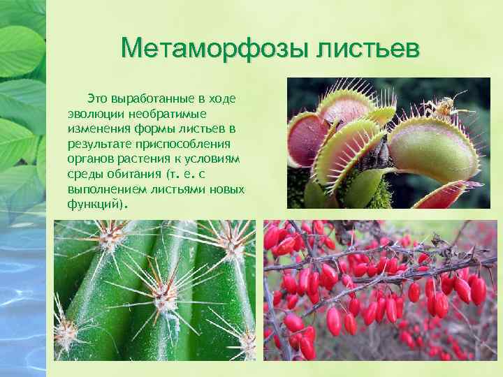 Метаморфозы листьев Это выработанные в ходе эволюции необратимые изменения формы листьев в результате приспособления
