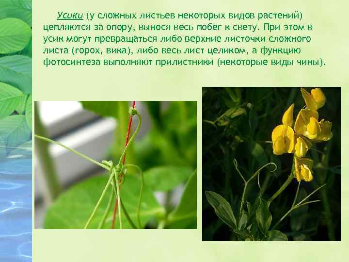 Усики (у сложных листьев некоторых видов растений) цепляются за опору, вынося весь побег к