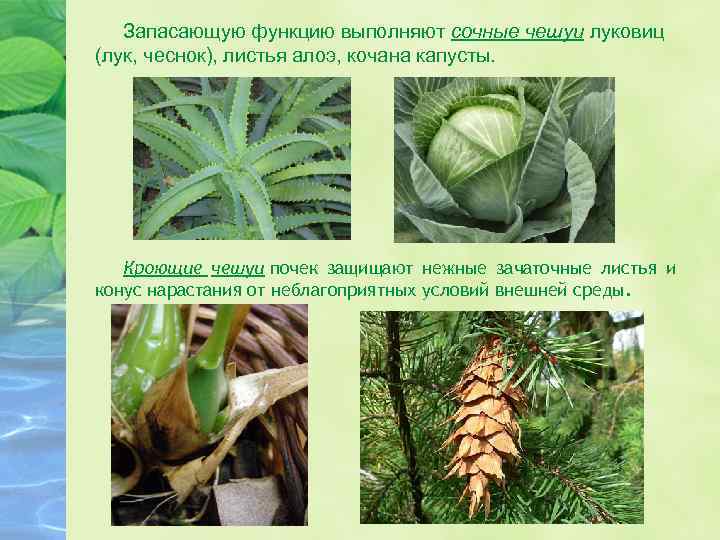 Запасающую функцию выполняют сочные чешуи луковиц (лук, чеснок), листья алоэ, кочана капусты. Кроющие чешуи