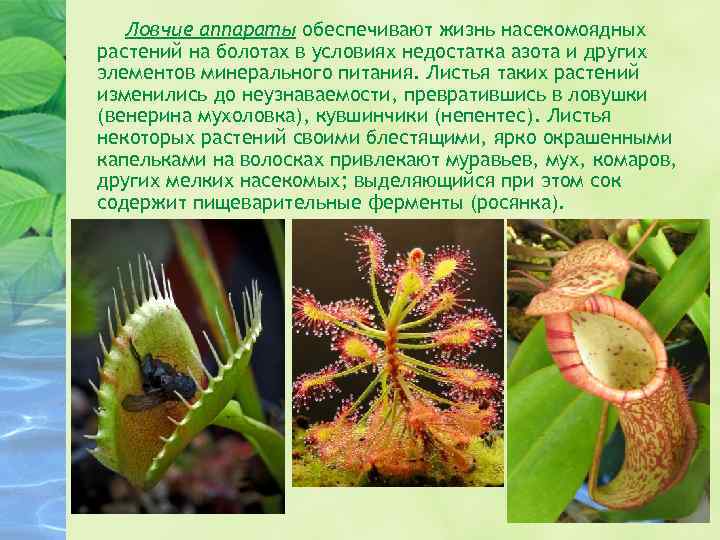 Ловчие аппараты обеспечивают жизнь насекомоядных растений на болотах в условиях недостатка азота и других